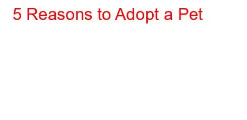 5 Reasons to Adopt a Pet