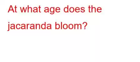 At what age does the jacaranda bloom?