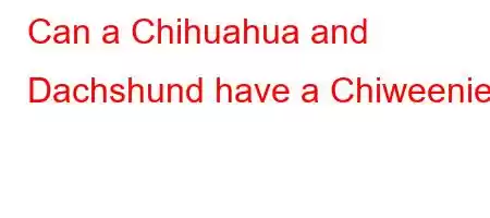 Can a Chihuahua and Dachshund have a Chiweenie?