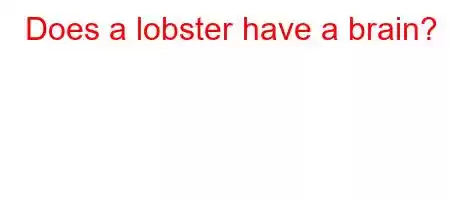 Does a lobster have a brain?