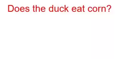 Does the duck eat corn?