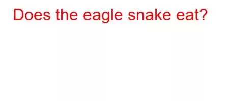 Does the eagle snake eat?