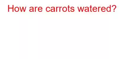 How are carrots watered