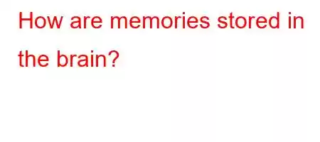 How are memories stored in the brain?