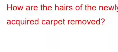 How are the hairs of the newly acquired carpet removed?