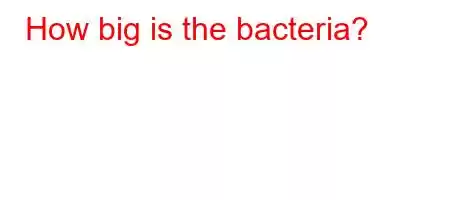 How big is the bacteria