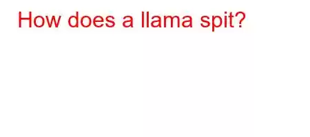 How does a llama spit?