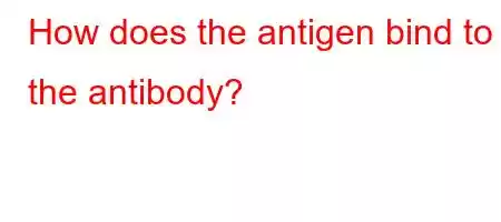 How does the antigen bind to the antibody