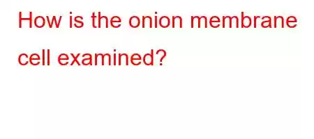 How is the onion membrane cell examined?