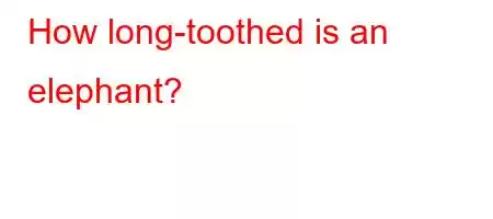 How long-toothed is an elephant?