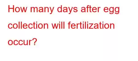 How many days after egg collection will fertilization occur