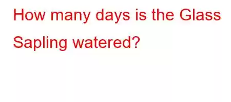 How many days is the Glass Sapling watered?