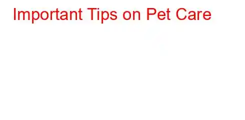 Important Tips on Pet Care