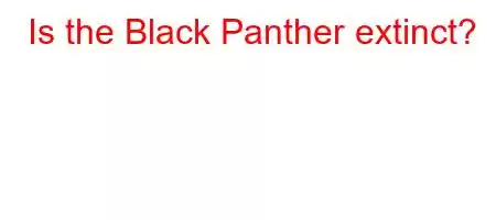 Is the Black Panther extinct?