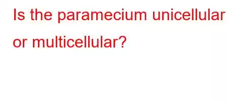 Is the paramecium unicellular or multicellular?