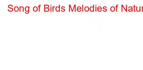 Song of Birds Melodies of Nature