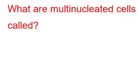 What are multinucleated cells called?