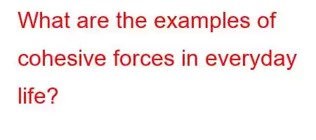 What are the examples of cohesive forces in everyday life?