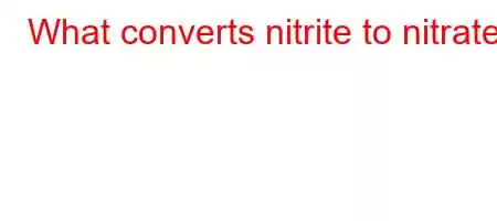 What converts nitrite to nitrate