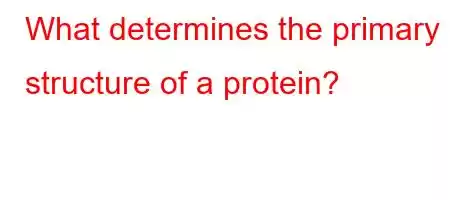 What determines the primary structure of a protein