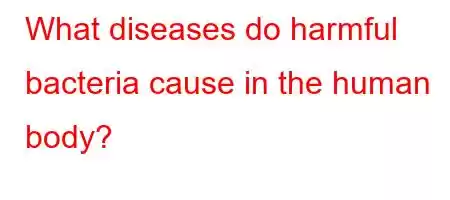 What diseases do harmful bacteria cause in the human body?