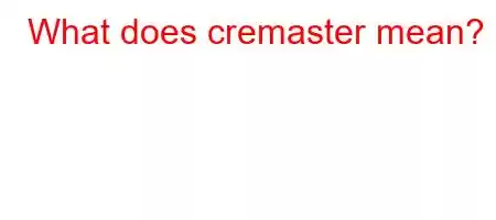 What does cremaster mean?