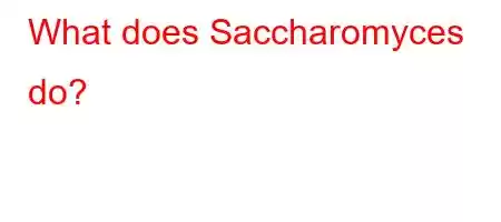 What does Saccharomyces do