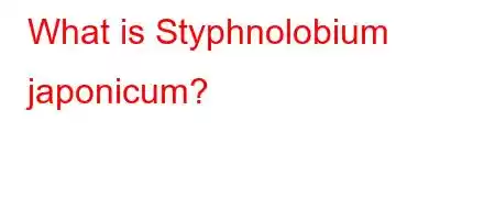 What is Styphnolobium japonicum?