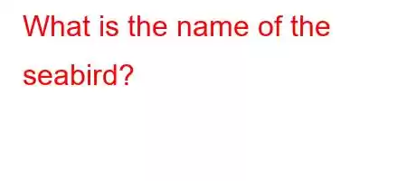 What is the name of the seabird?