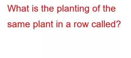 What is the planting of the same plant in a row called?