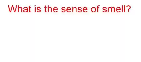 What is the sense of smell