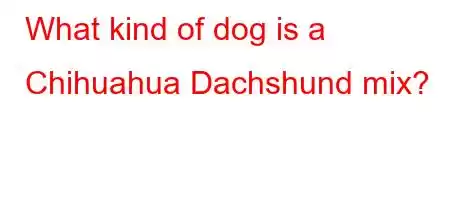 What kind of dog is a Chihuahua Dachshund mix?