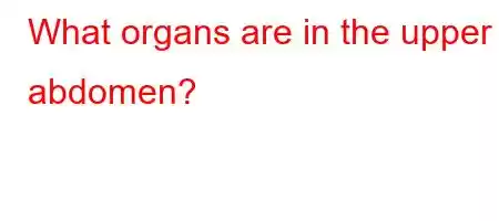 What organs are in the upper abdomen?