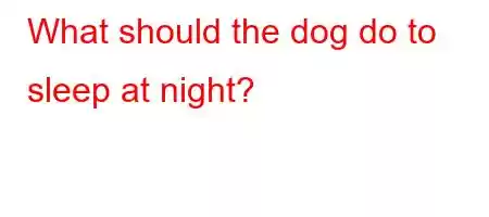 What should the dog do to sleep at night?