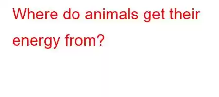 Where do animals get their energy from