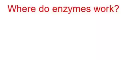 Where do enzymes work?