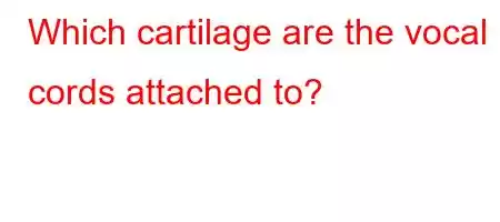 Which cartilage are the vocal cords attached to