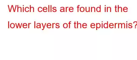 Which cells are found in the lower layers of the epidermis?