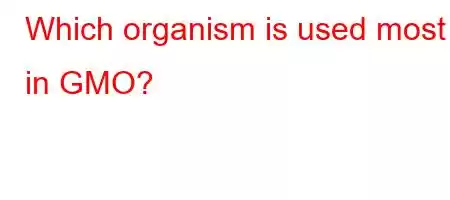 Which organism is used most in GMO?