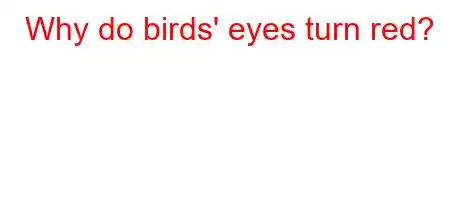 Why do birds' eyes turn red?