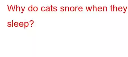 Why do cats snore when they sleep?