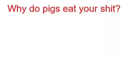 Why do pigs eat your shit?