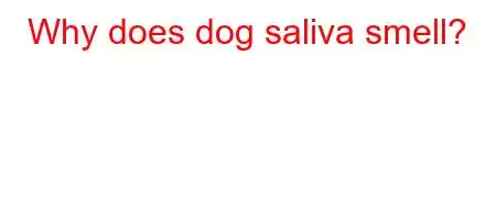 Why does dog saliva smell?