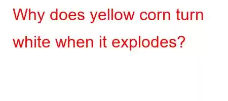 Why does yellow corn turn white when it explodes?