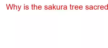 Why is the sakura tree sacred