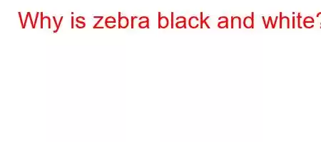 Why is zebra black and white?